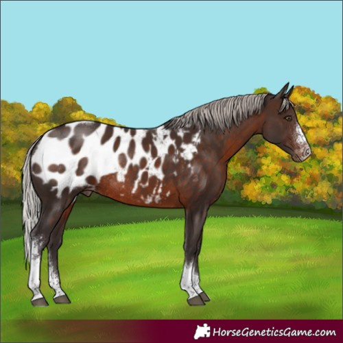 Horse Color:Silver Brown Sabino Tobiano Appaloosa Rabicano 