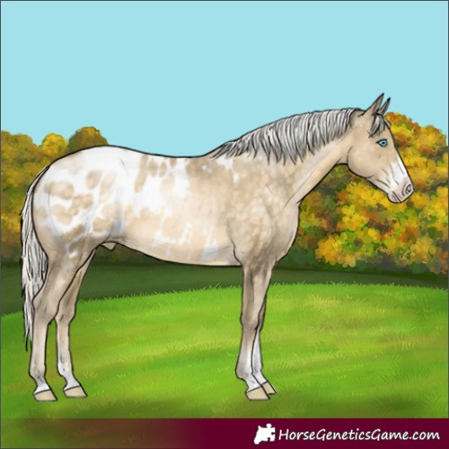 Horse Color:Silver Buckskin Pearl Sabino Appaloosa 
