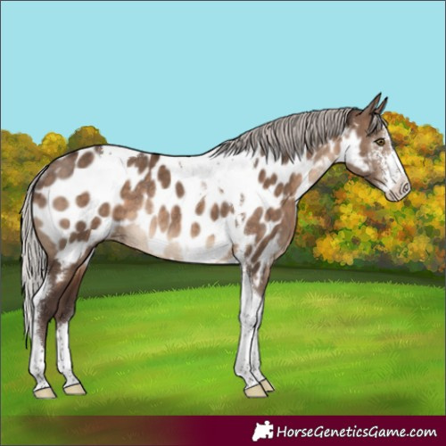 Horse Color:Silver Brown Dun Sabino Tobiano Appaloosa Rabicano Brindle 