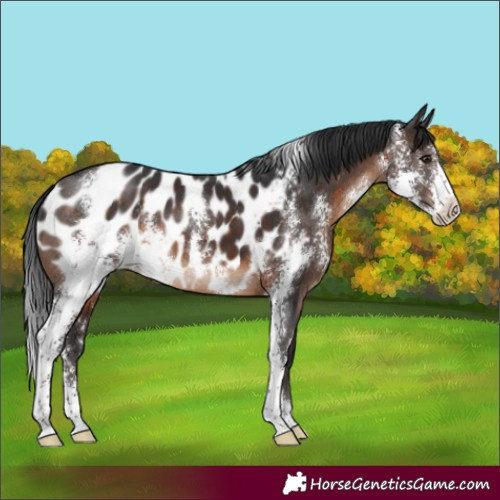 Horse Color:Brown Sabino Appaloosa 
