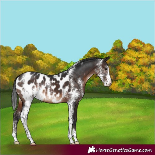 Horse Color:Brown Sabino Appaloosa 