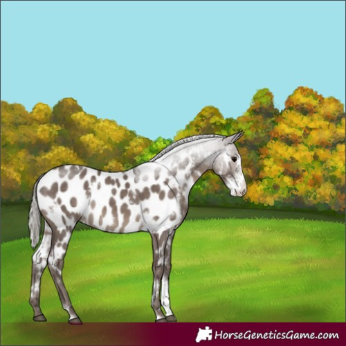 Horse Color:White Spotted Silver Black Sabino Appaloosa