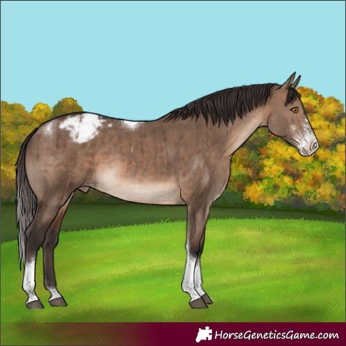 Horse Color:Brown Dun Sabino Tobiano Appaloosa Brindle 
