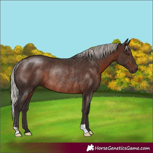 Horse Color:Silver Brown Rabicano 