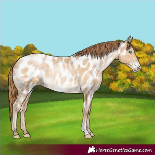 Horse Color:Buckskin Pearl Sabino Appaloosa