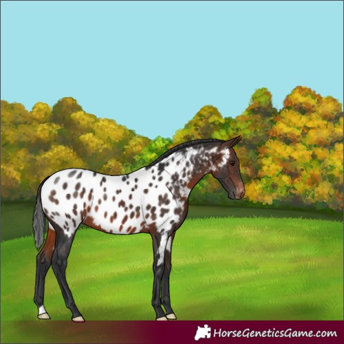 Horse Color:Brown Appaloosa 