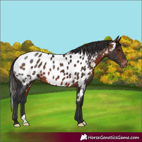 Horse Color:Brown Appaloosa 