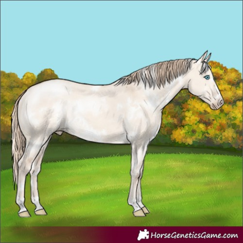 Horse Color:White Spotted Perlino Dun 