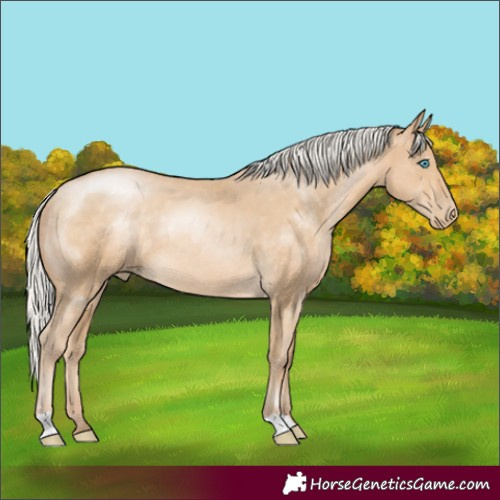 Horse Color:Silver Buckskin Pearl Rabicano 