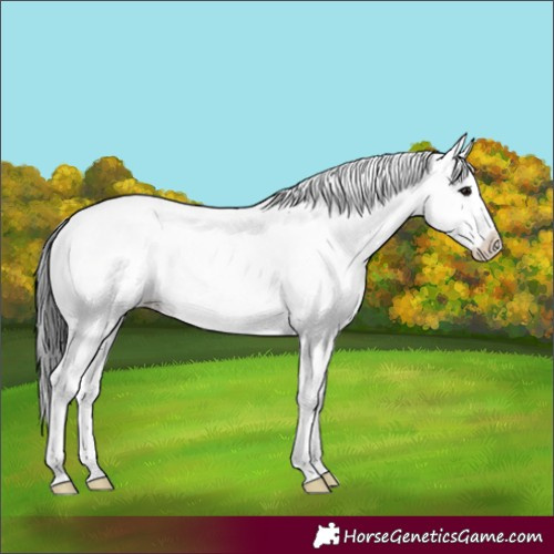 Horse Color:Black Sabino Appaloosa