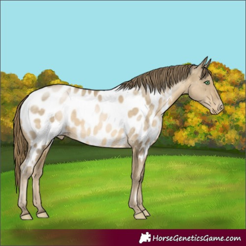 Horse Color:Smoky Black Pearl Appaloosa Rabicano 