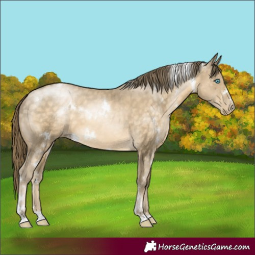 Horse Color:White Spotted Buckskin Pearl 