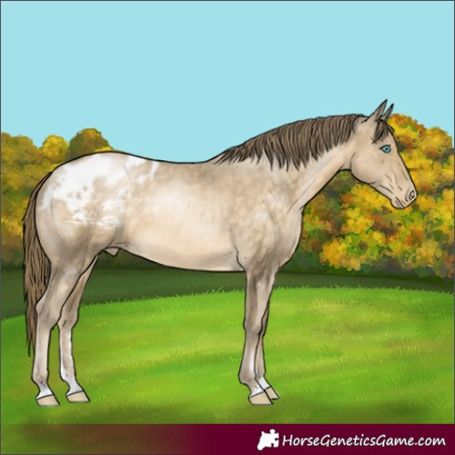 Horse Color:Buckskin Pearl Appaloosa 