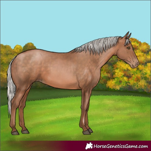 Horse Color:Silver Brown Pearl Rabicano 
