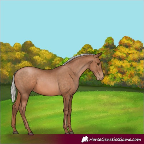 Horse Color:Silver Brown Pearl Rabicano 