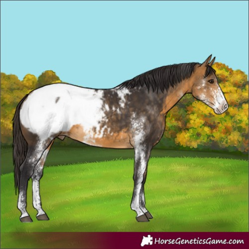 Horse Color:Buckskin Sabino Appaloosa 