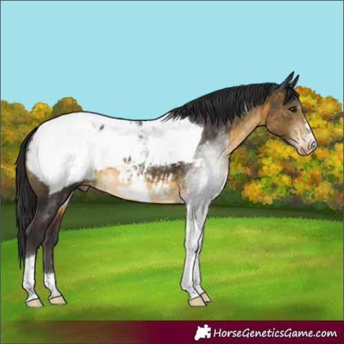 Horse Color:Buckskin Tobiano Appaloosa 