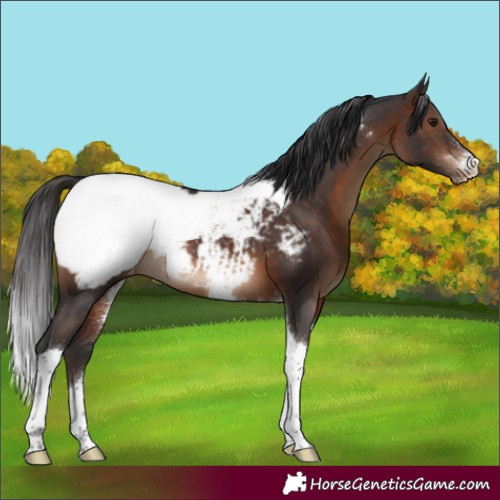 Horse Color:Brown Sabino Tobiano Appaloosa Rabicano 