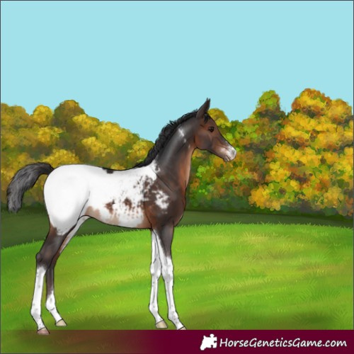 Horse Color:Brown Sabino Tobiano Appaloosa Rabicano 