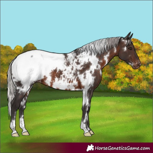 Horse Color:White Spotted Silver Brown Appaloosa 