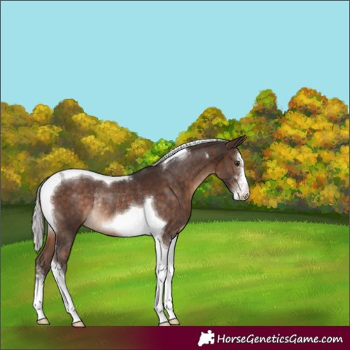 Horse Color:Silver Brown Sabino Tobiano Rabicano 