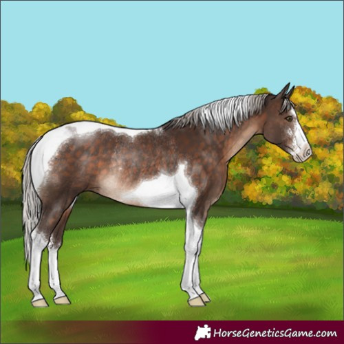 Horse Color:Silver Brown Sabino Tobiano Rabicano 