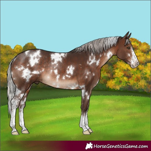 Horse Color:White Spotted Silver Brown Sabino Rabicano 