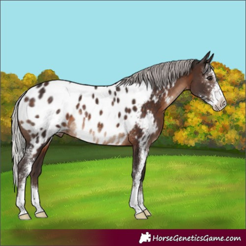 Horse Color:Silver Brown Sabino Appaloosa Rabicano 