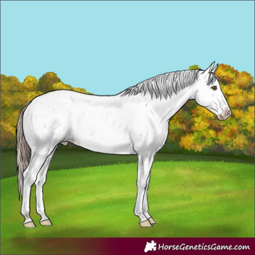 Horse Color:Brown Pearl Sabino Appaloosa 