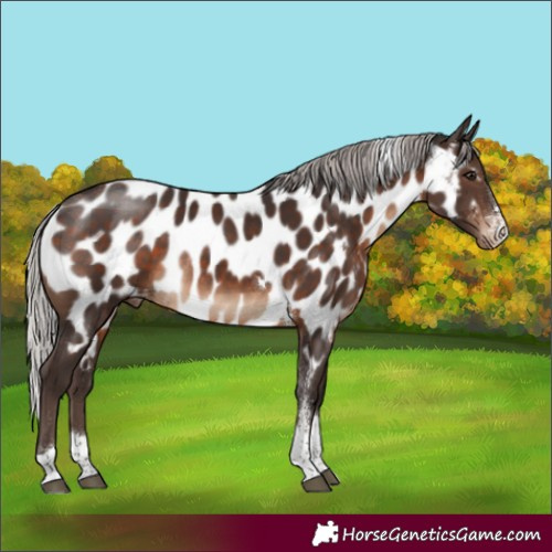 Horse Color:Silver Brown Sabino Tobiano Appaloosa Rabicano 