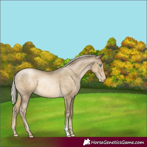 Horse Color:Silver Smoky Black Pearl Rabicano