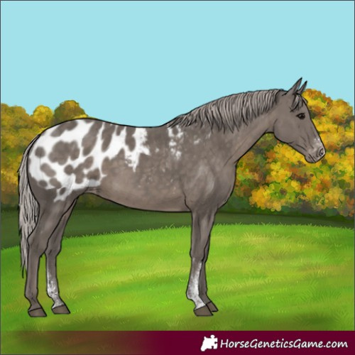 Horse Color:Silver Black Sabino Appaloosa