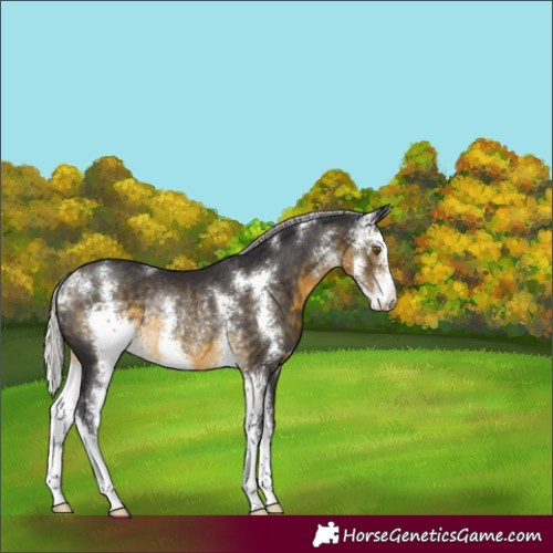 Horse Color:Silver Buckskin Sabino Rabicano 