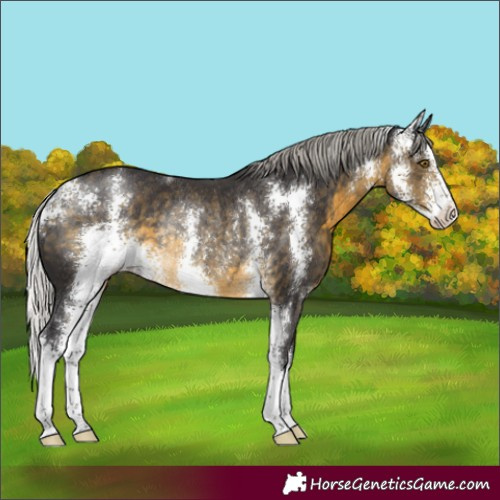 Horse Color:Silver Buckskin Sabino Rabicano