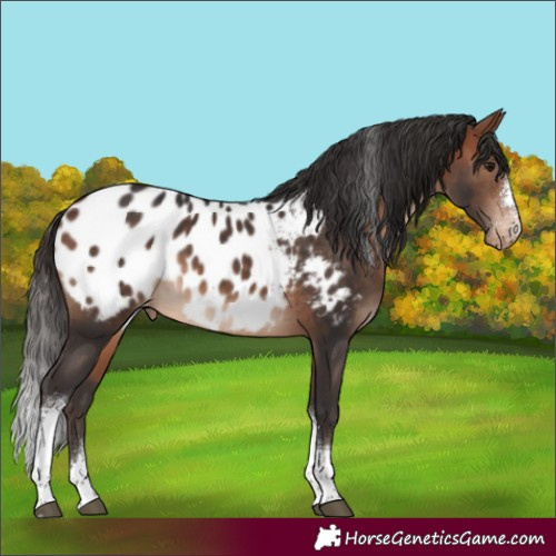 Horse Color:Bay Sabino Tobiano Appaloosa 