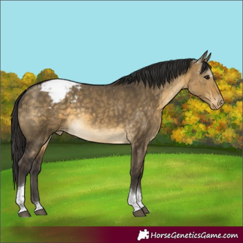 Horse Color:Buckskin Dun Tobiano Appaloosa 