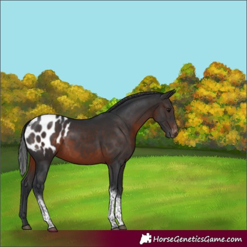 Horse Color:Brown Tobiano Appaloosa Rabicano 