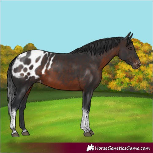 Horse Color:Brown Tobiano Appaloosa Rabicano