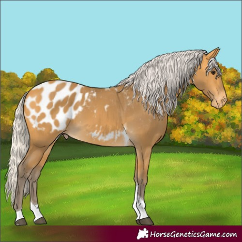 Horse Color:Silver Buckskin Tobiano Appaloosa 
