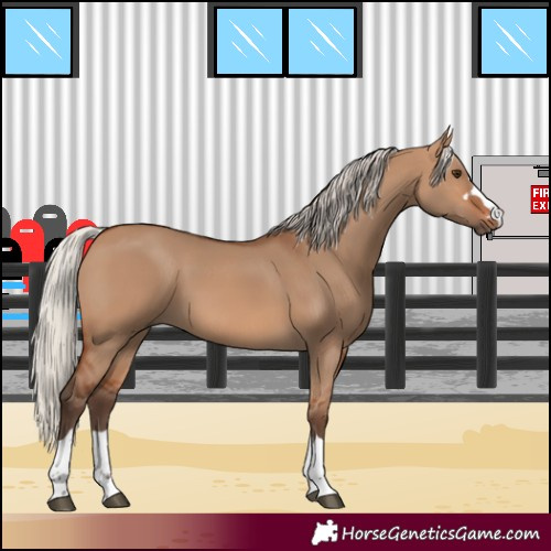 Horse Color:Silver Brown Dun 