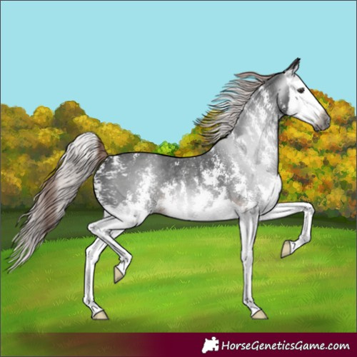 Horse Color:Gray Liver Chestnut Sabino Splash 
