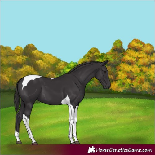 Horse Color:Smoky Black Tobiano 