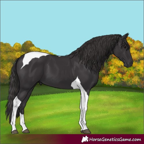 Horse Color:Smoky Black Tobiano 