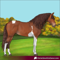 Horse Color:Chocolate Bay Tobiano