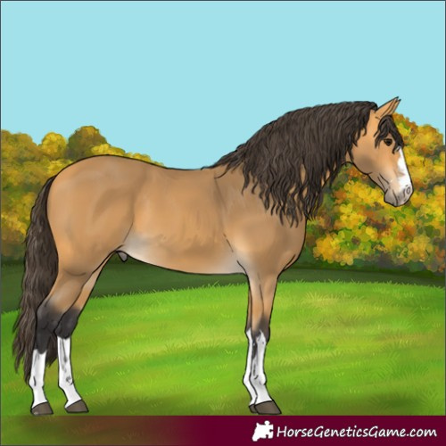 Horse Color:Buckskin 