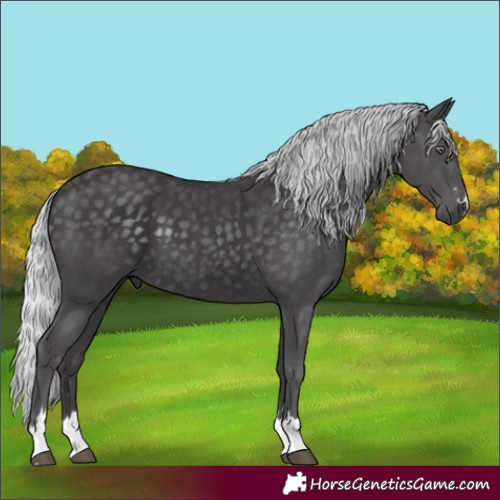 Horse Color:Silver Smoky Black Chinchilla 