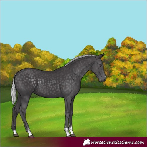 Horse Color:Silver Smoky Black Chinchilla 