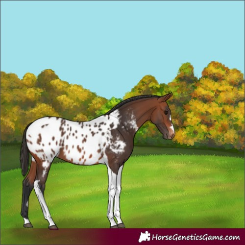 Horse Color:Bay Tobiano Appaloosa 