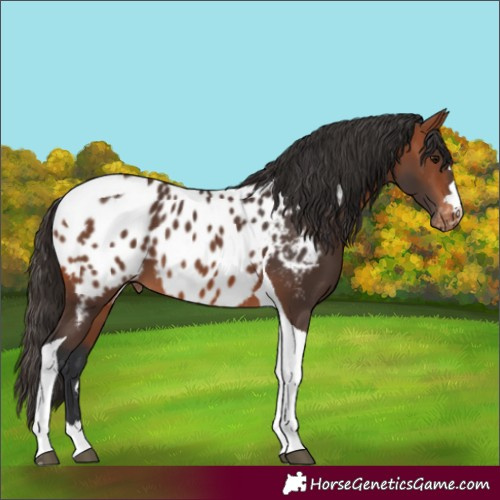 Horse Color:Bay Tobiano Appaloosa 