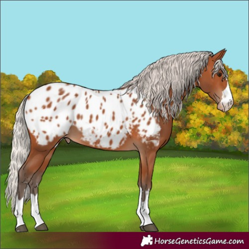 Horse Color:Silver Bay Appaloosa